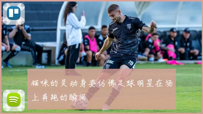 猫咪的灵动身姿仿佛足球明星在场上奔跑的瞬间